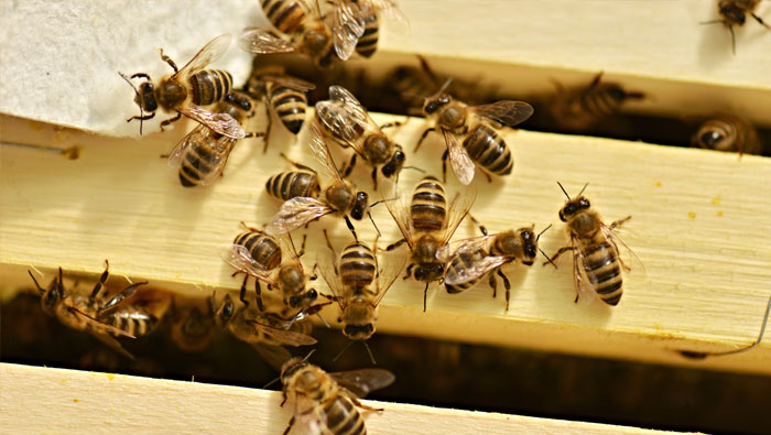 Top 8 Must-Have Beekeeping Equipment You Need to Know