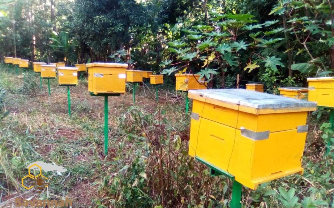 Savannah Honey Limited’s Successful Beehive Installation in Igonji, Meru County