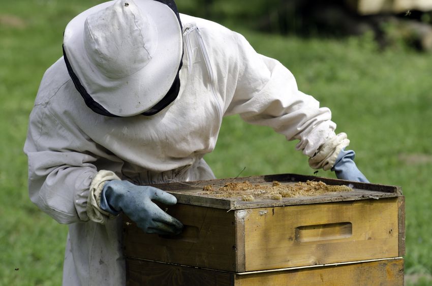 A Comprehensive Guide to Becoming a Successful Beekeeper