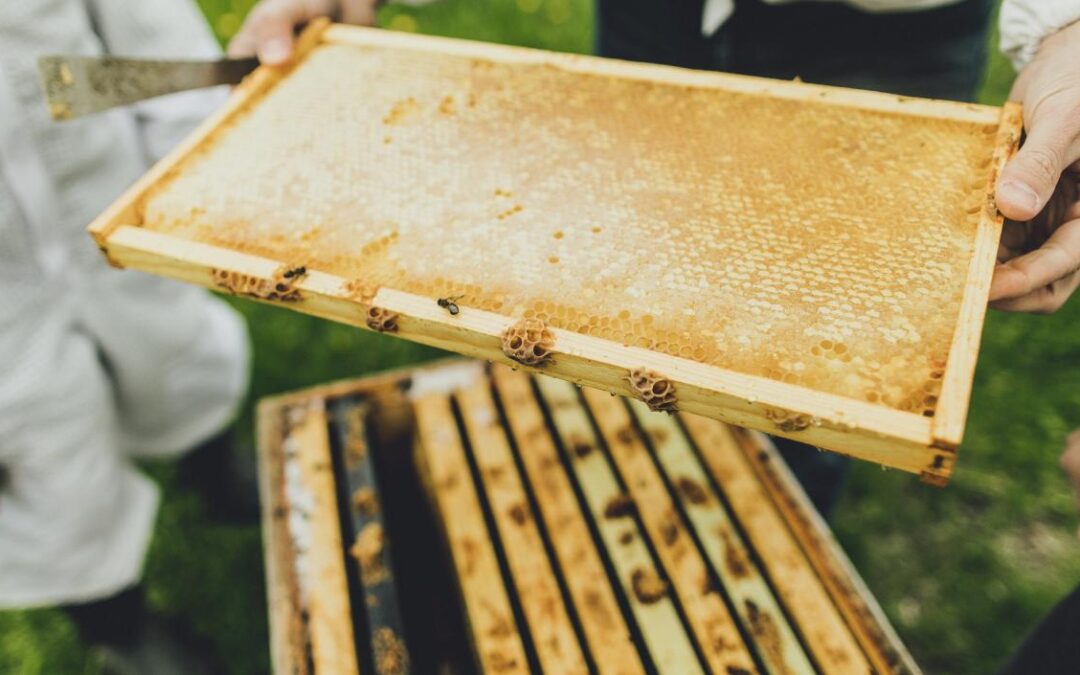 The Pros and Cons of Beekeeping in Kenya