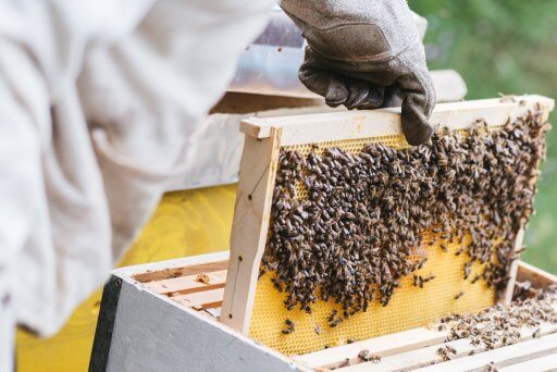 Tips for Successful Beekeeping in Kenya