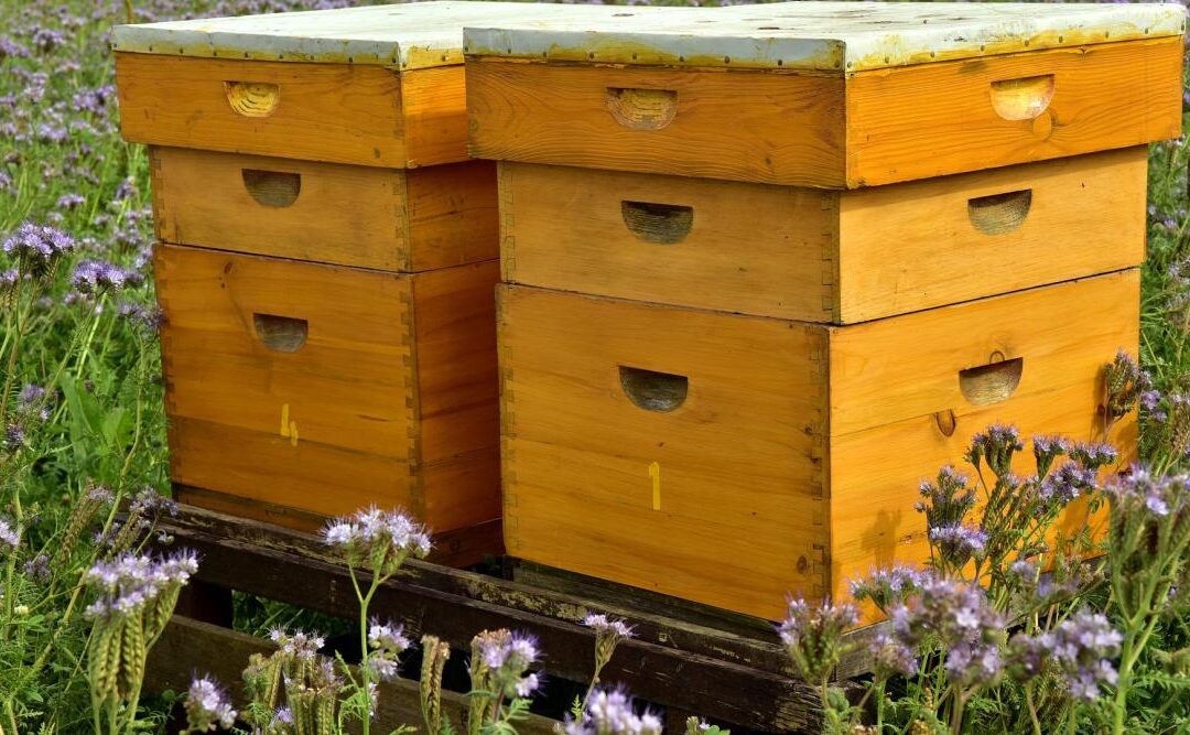 Beehive Protection: Beehive intruders