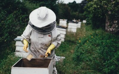 8 Common Beekeeping Mistakes and How to Avoid Them